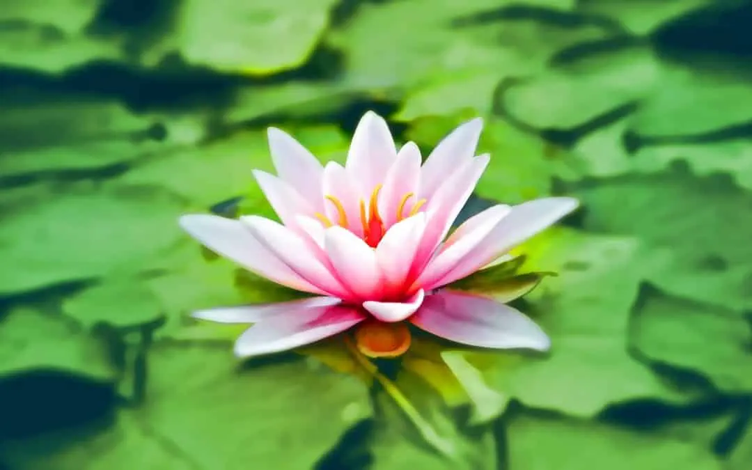Master The Process of Happiness With This ONE Habit